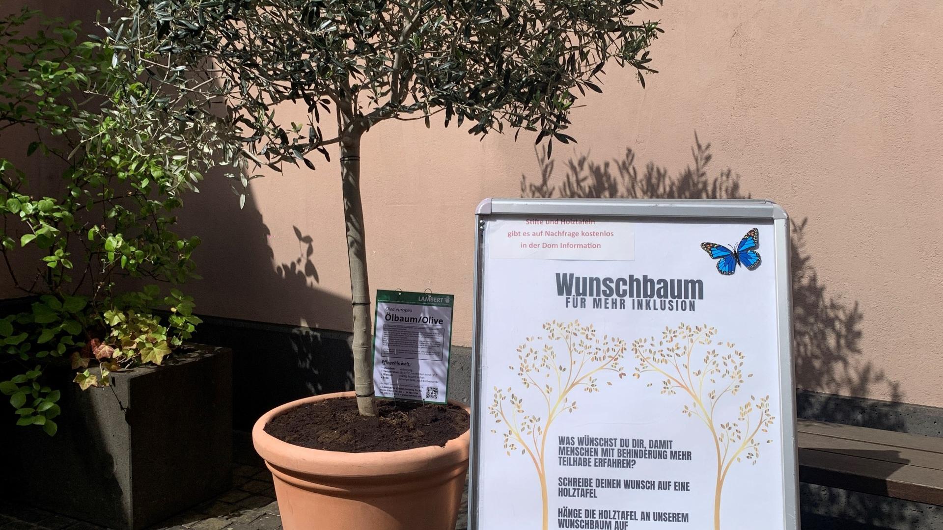 Der Wunschbaum wird im Innenhof der Dominformation und im Gartenzentrum LAMBERT zu finden sein.